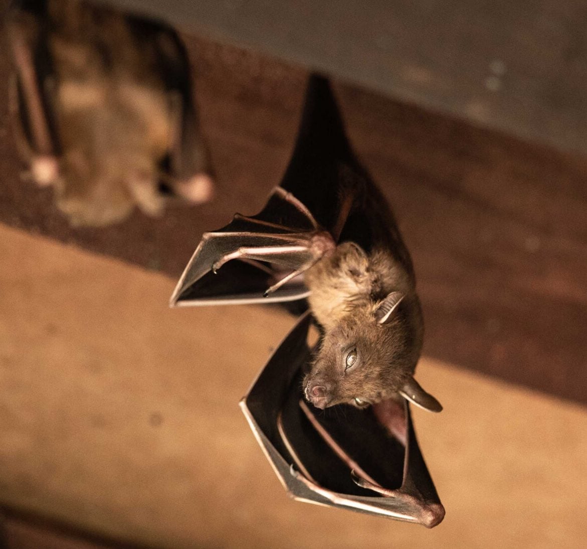 Wildlife-Bats in Albany